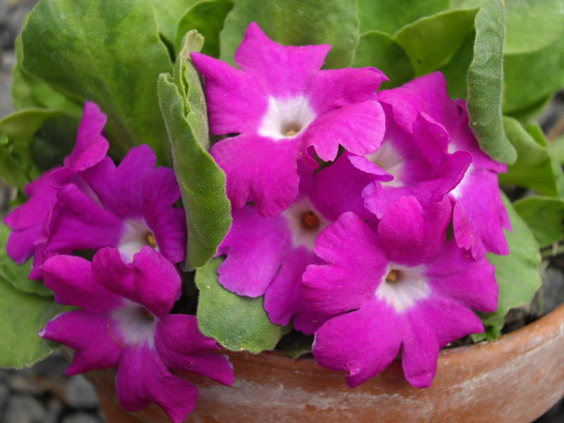 Primula allionii 'Ethel Barker' photo